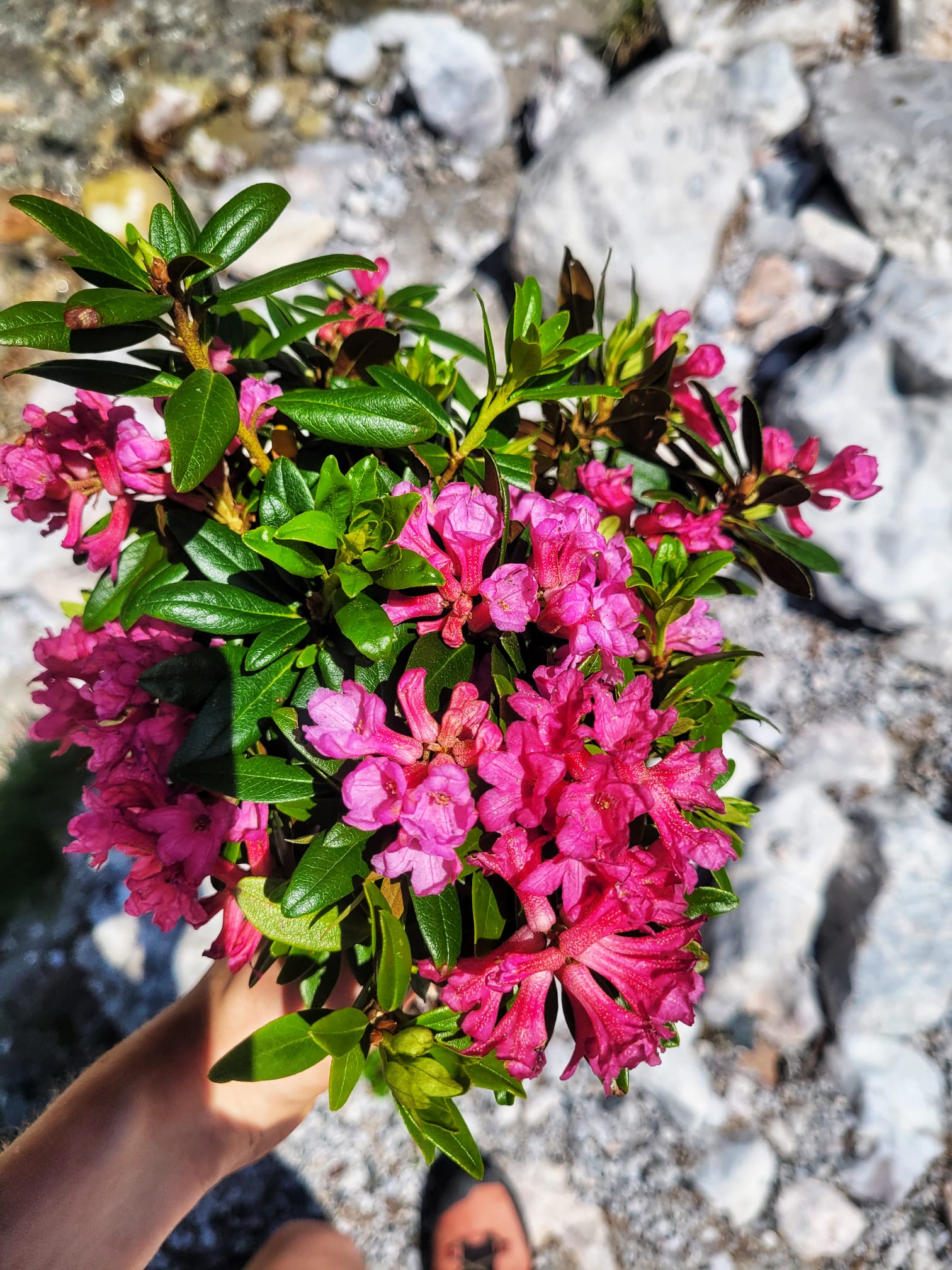 Blumen